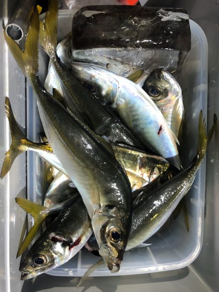 ヤザワ渡船 釣果