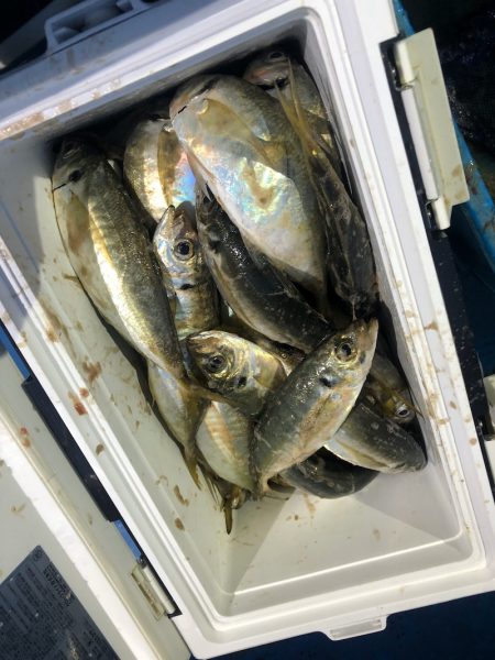 ヤザワ渡船 釣果