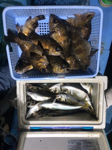 ヤザワ渡船 釣果