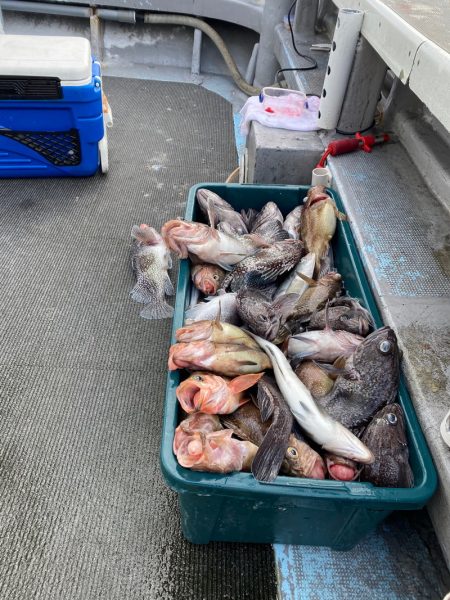 シーランチ 釣果