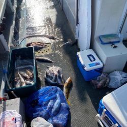 シーランチ 釣果