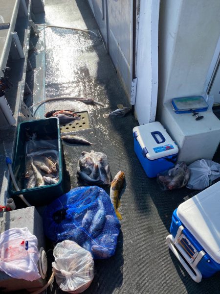 シーランチ 釣果