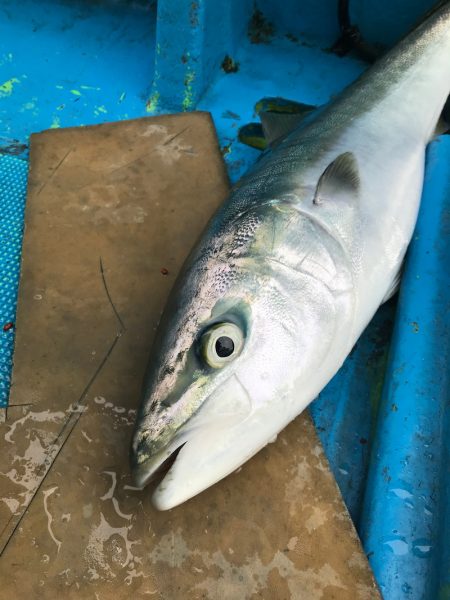 太平丸 釣果