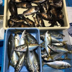 ヤザワ渡船 釣果