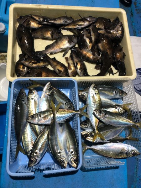 ヤザワ渡船 釣果