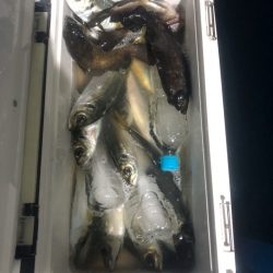 ヤザワ渡船 釣果