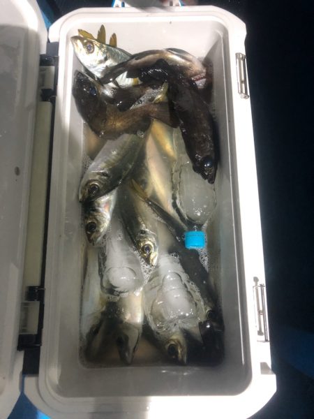 ヤザワ渡船 釣果