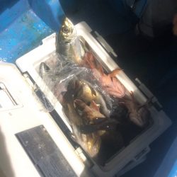 ヤザワ渡船 釣果