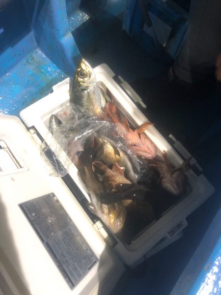 ヤザワ渡船 釣果