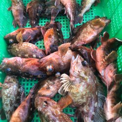 岡田釣船　八英丸 釣果