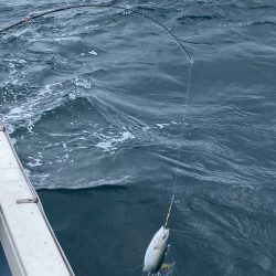 あみや渡船 JIGBOY 釣果