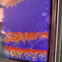 あみや渡船 JIGBOY 釣果