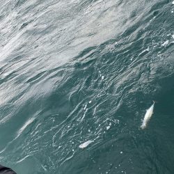 あみや渡船 JIGBOY 釣果