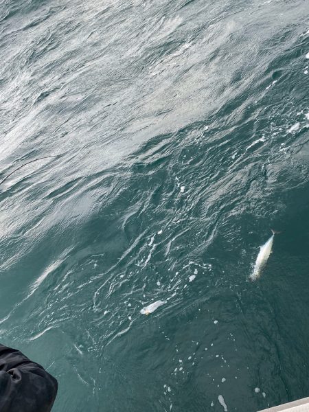 あみや渡船 JIGBOY 釣果