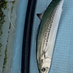 あみや渡船 JIGBOY 釣果