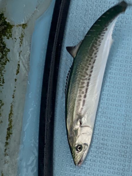 あみや渡船 JIGBOY 釣果