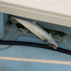 あみや渡船 JIGBOY 釣果