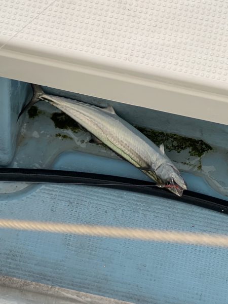 あみや渡船 JIGBOY 釣果