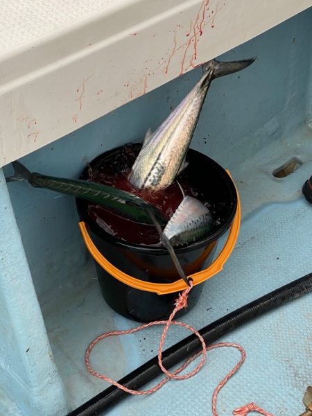 あみや渡船 JIGBOY 釣果