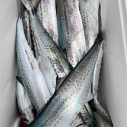 あみや渡船 JIGBOY 釣果