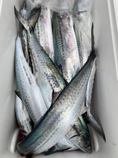 あみや渡船 JIGBOY 釣果