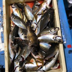 ヤザワ渡船 釣果