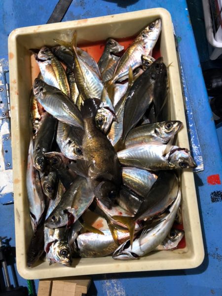 ヤザワ渡船 釣果