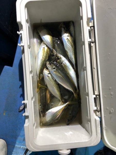 ヤザワ渡船 釣果