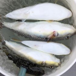 浜栄丸 釣果