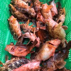 岡田釣船 八英丸 釣果