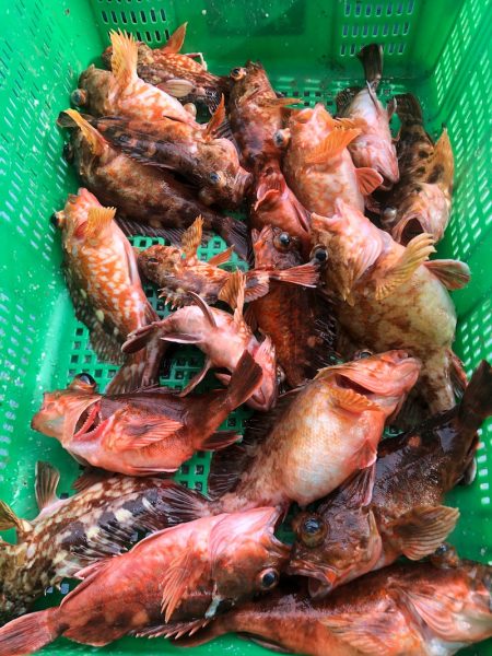 岡田釣船　八英丸 釣果