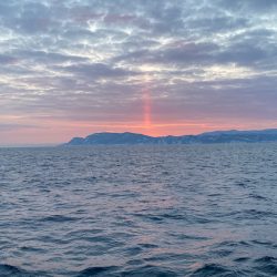 シーランチ 釣果