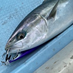 あみや渡船 JIGBOY 釣果