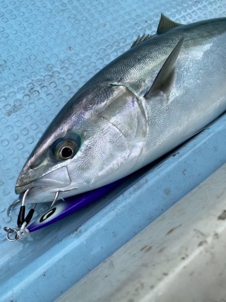 あみや渡船 JIGBOY 釣果