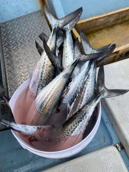 あみや渡船 JIGBOY 釣果