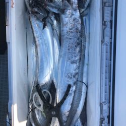 フィッシング キッタカ 釣果