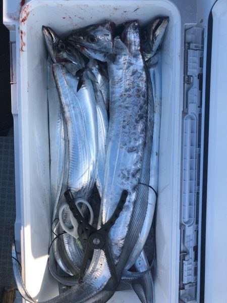 フィッシング キッタカ 釣果