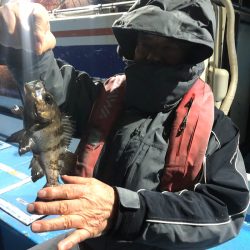 ヤザワ渡船 釣果