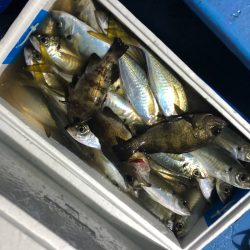 ヤザワ渡船 釣果