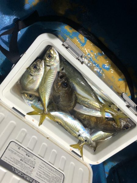 ヤザワ渡船 釣果