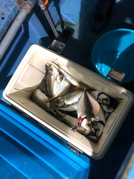 ヤザワ渡船 釣果