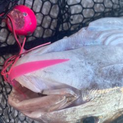 龍神丸(鹿児島) 釣果