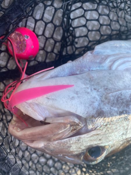 龍神丸(鹿児島) 釣果