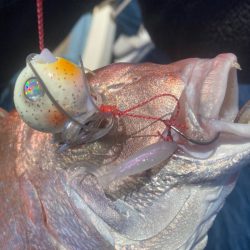 龍神丸(鹿児島) 釣果