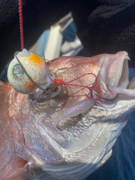 龍神丸(鹿児島) 釣果