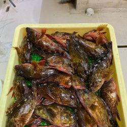 釣人家 釣果