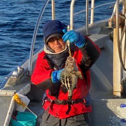 シーランチ 釣果