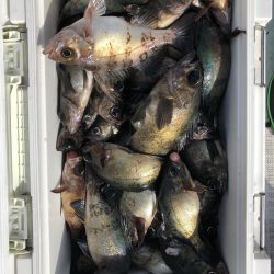 フィッシング キッタカ 釣果