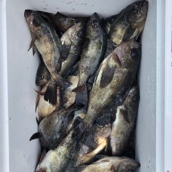 フィッシング キッタカ 釣果