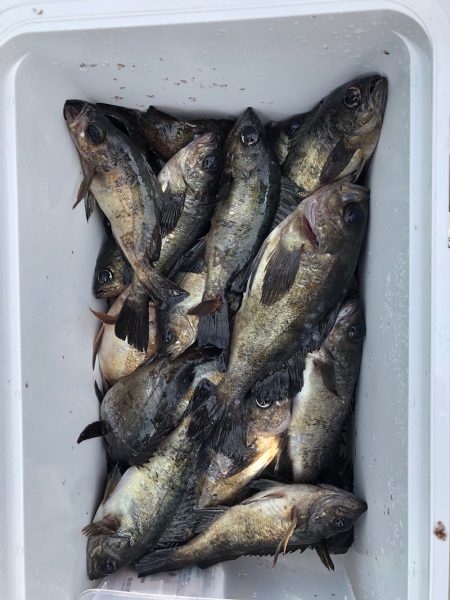 フィッシング キッタカ 釣果